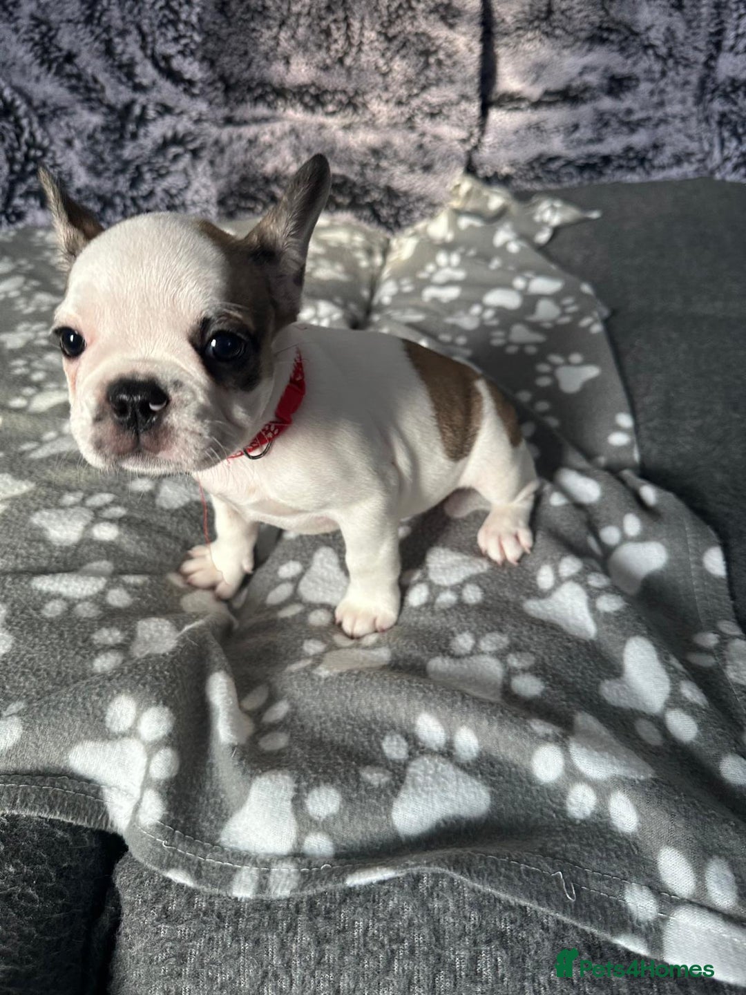 French Bulldog dogs for sale: Amazing french bulldog  - Image 2