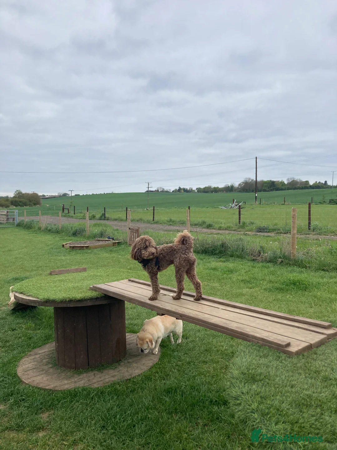 Toy Poodle dogs for stud: Health tested KC chocolate toy poodle stud in Stevenage - Advert 10