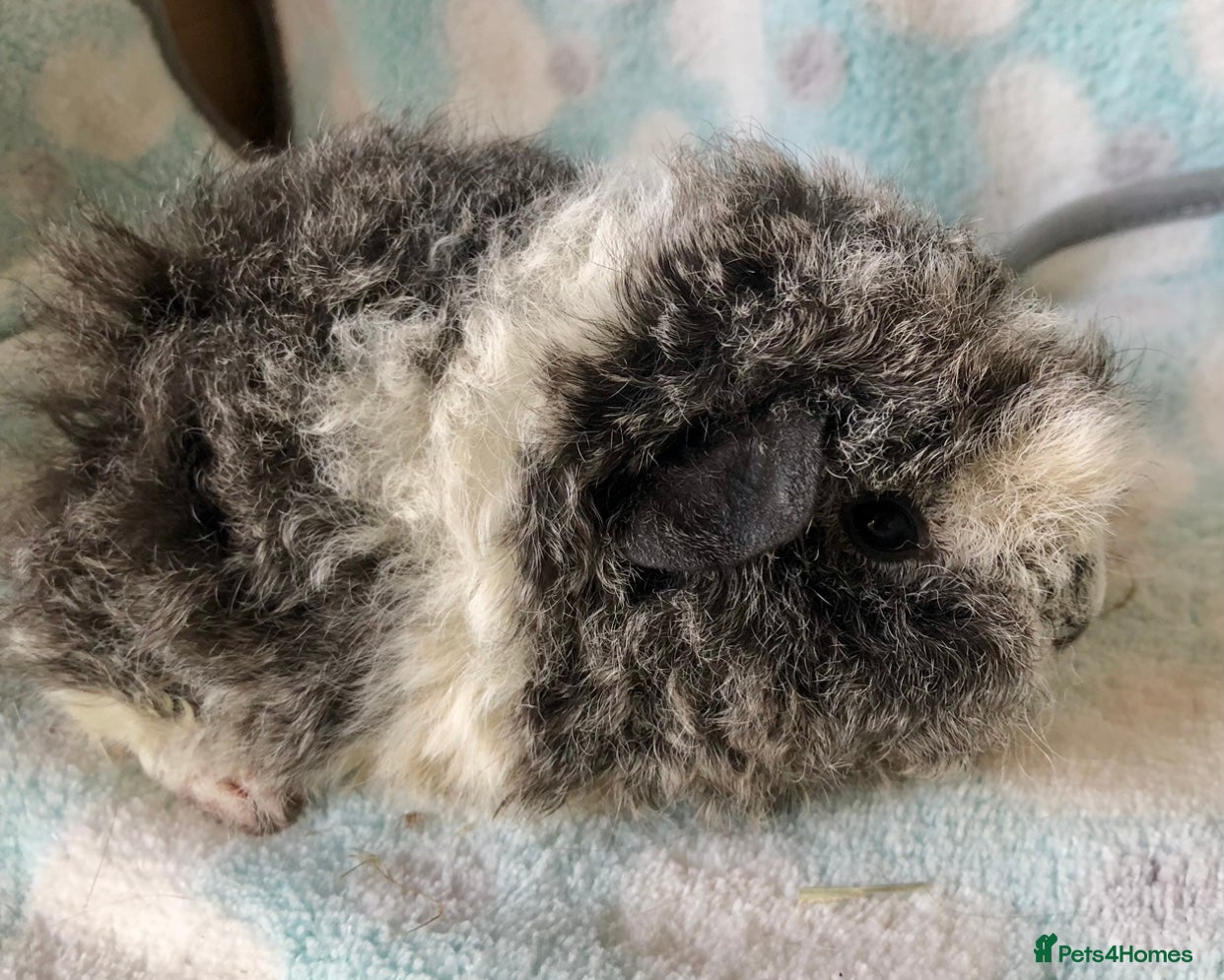 Guinea Pig rodents for sale: Beautiful Peruvian and Alpaca baby boars  - Advert 4