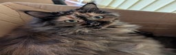 Maine Coon cats for sale: Gorgeous GCCF registered young female  - Advert 4