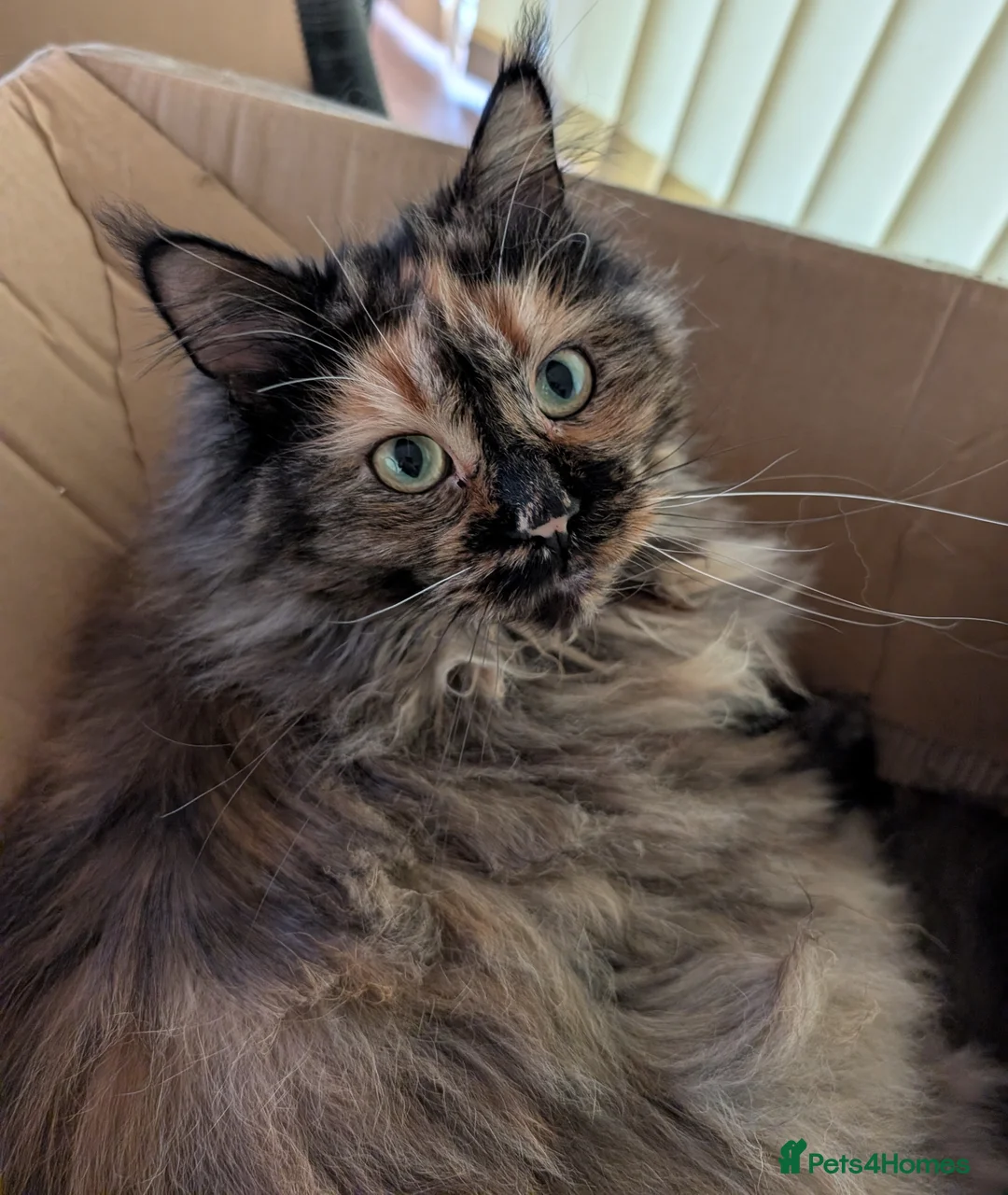 Maine Coon cats for sale: Gorgeous GCCF registered young female  - Advert 4