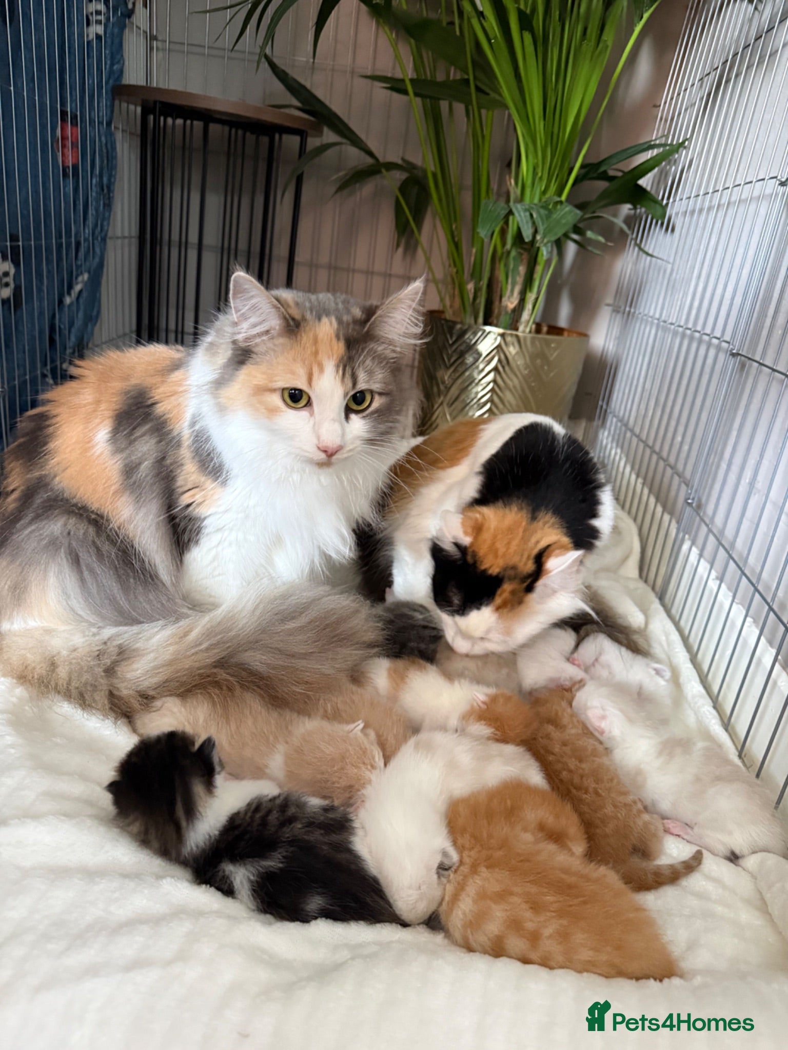 Norwegian Forest Cat cats Norwegian Forrest Cross Kittens  - Advert 6
