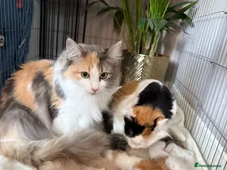 Norwegian Forest Cat cats Norwegian Forrest Cross Kittens - Advert 5