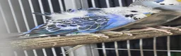 Budgerigars birds for sale: Hogoromo Pied budgies  - Advert 6