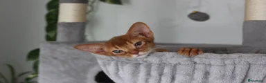Abyssinian 1