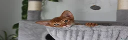 Abyssinian cats for sale: Abyssinian BOY & Looking for His Forever Family - Advert 13