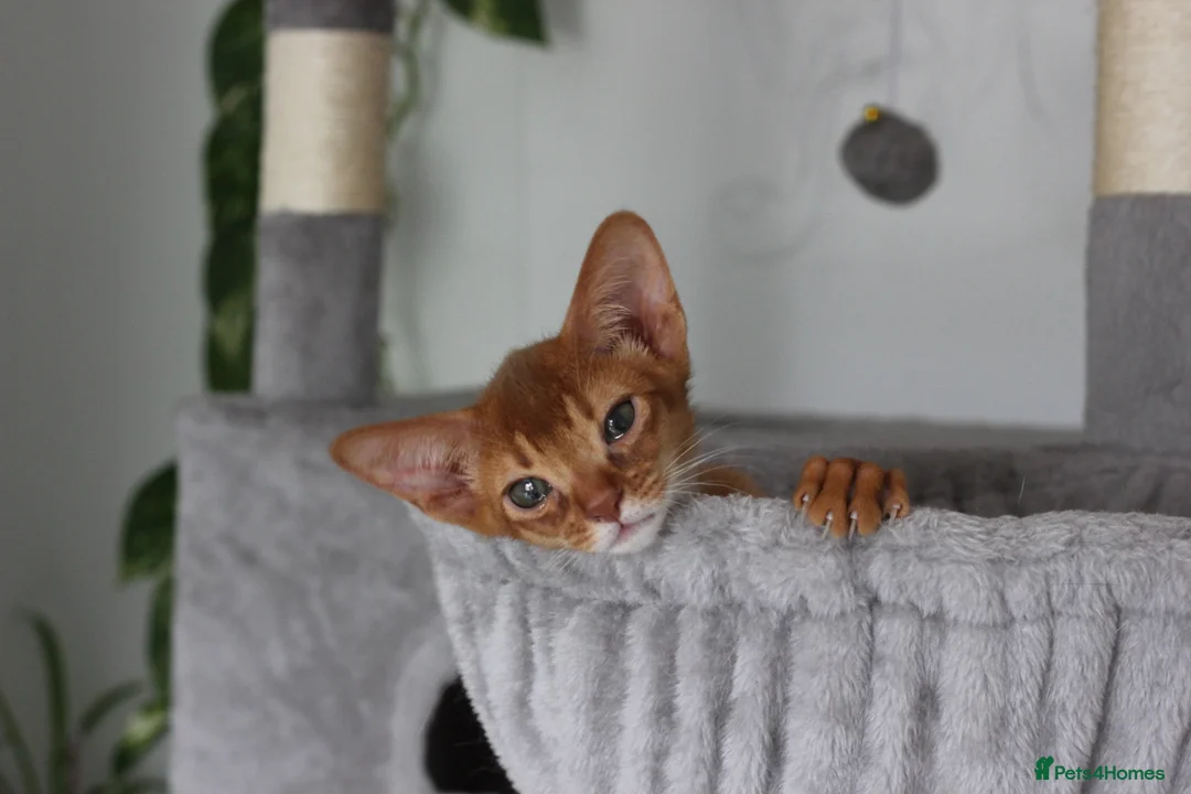 Abyssinian cats for sale: Abyssinian BOY & Looking for His Forever Family - Advert 13