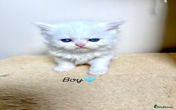 Persian cats for sale: Pure breed Rare Colours Gorgeous Persian Kittens  - Image 1