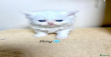 Persian cats - Advert 9