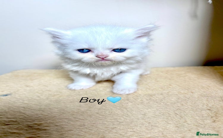 Persian cats - Advert 11