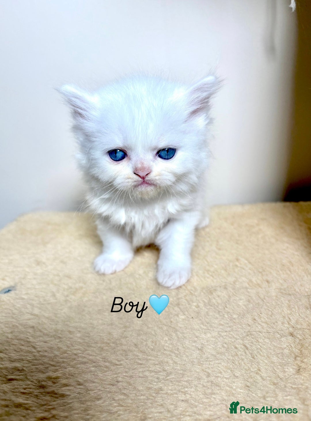 Persian cats for sale: Pure breed Rare Colours Gorgeous Persian Kittens  - Image 1