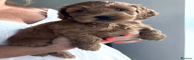 Cockapoo light 