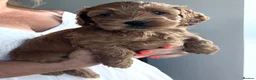Cockapoo dogs for sale: Two beautiful puppies - Advert 14