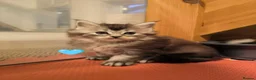 Maine Coon cats for sale: Beautiful Maine coon kittens  - Advert 8