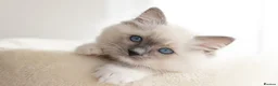 Ragdoll cats for sale: Seal Lynx Bicolour Ragdoll female ready now 💕 - Advert 19