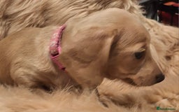 Miniature Dachshund dogs for sale: Gorgeous KC Registered Miniature Dachshund Puppies - Image 6