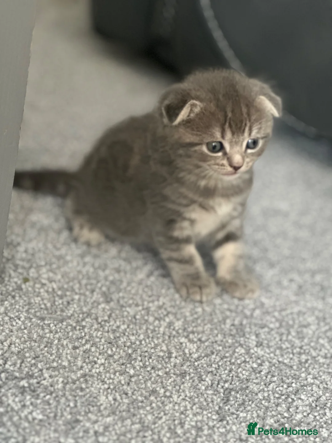 Scottish Fold cats for sale: Scottish fold kittens  in Dewsbury - Advert 25