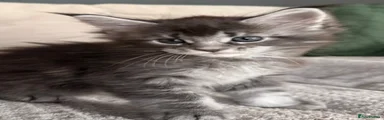 Maine Coon 1