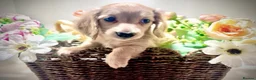Miniature Dachshund dogs for sale: 🍦🍦ENGLISH CREAM MINIATURE LONG HAIR DACHSHUND🍦 - Advert 3