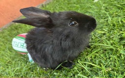 Continental Giant rabbits for sale: Baby Rabbits  - Image 8