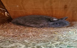 Netherland Dwarf rabbits for sale: Various Netherland Dwarfs available from £20 - Image 34