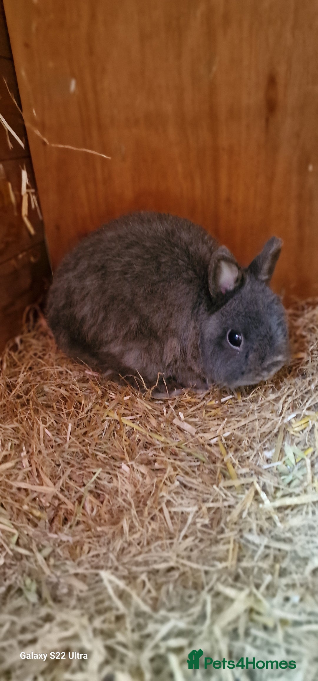 Netherland Dwarf rabbits for sale: Various Netherland Dwarfs available from £20 - Image 34