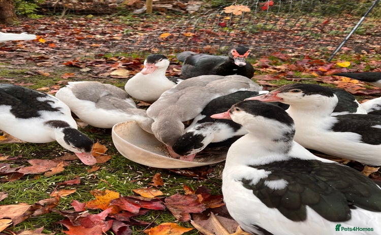 Ducks poultry - Advert 1