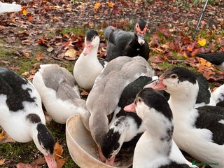 Ducks poultry - Advert 13