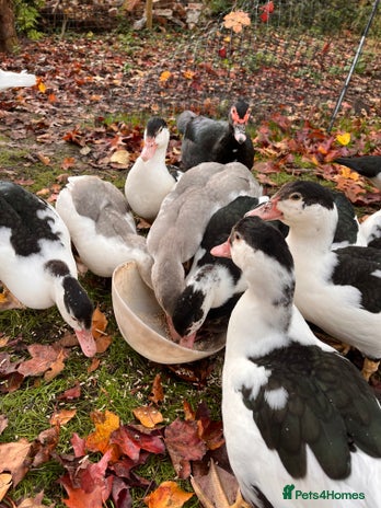 Ducks poultry - Advert 2
