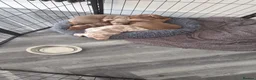 Miniature Dachshund dogs for sale: Beautiful Miniature Dachshund Puppies  in Coventry - Advert 2