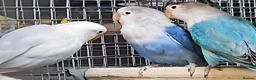 Parrots birds for sale: Stunning Parrots/Parakeets/Amazons  - Advert 20