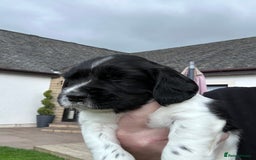 English Springer Spaniel dogs for sale: Springer Spaniels - Image 32