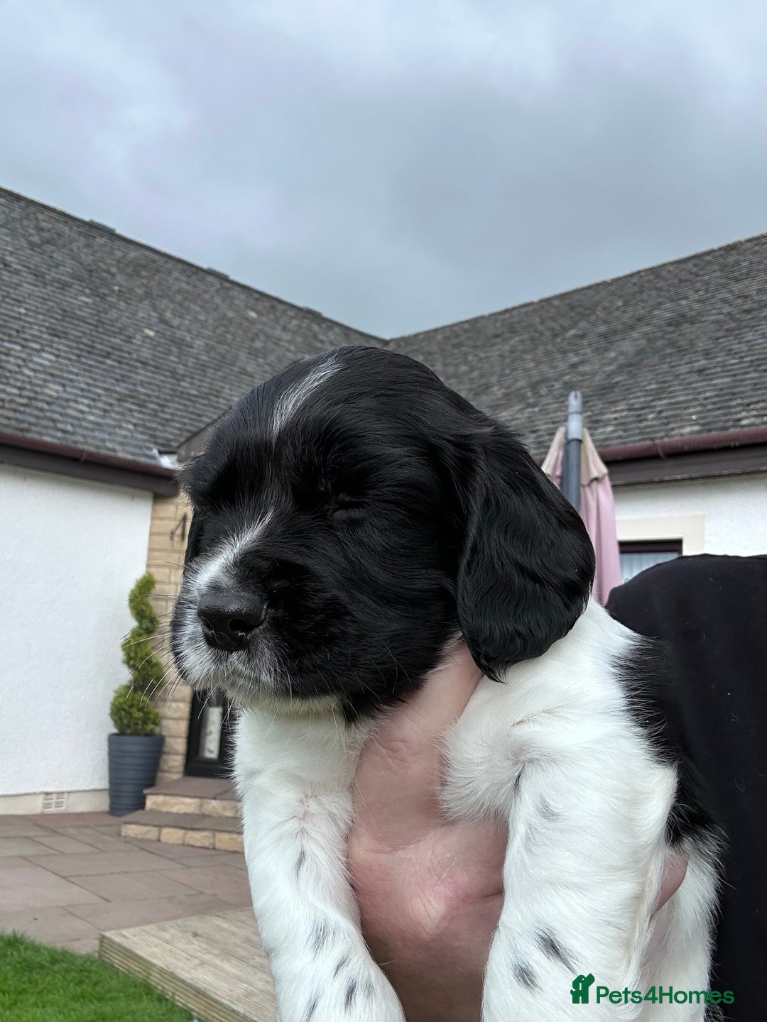 English Springer Spaniel dogs for sale: Springer Spaniels - Image 32
