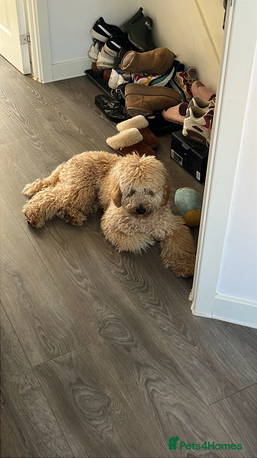Cockapoo dogs for sale: Winston - Advert 7