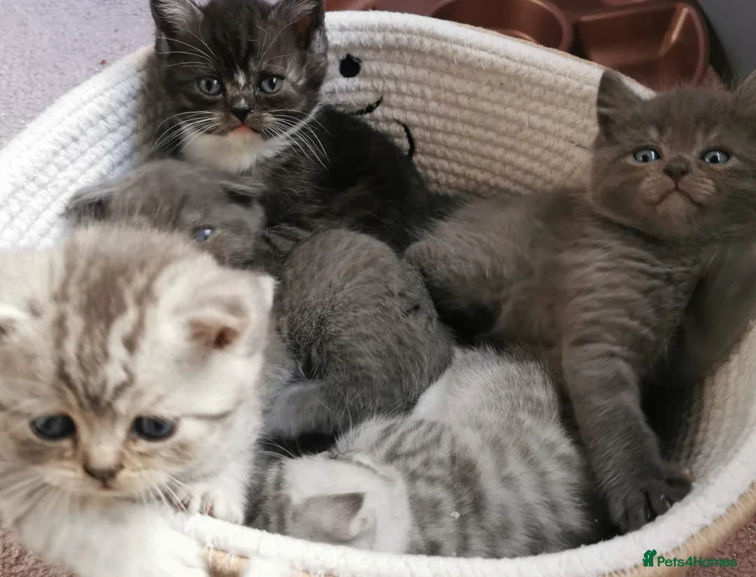 Mixed Breed cats for sale: ❤️Luxury Chinchilla Persian Scottish Fold Kittens - Advert 18