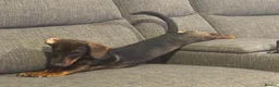 Dachshund dogs for sale: Daisy and bow  in Ipswich - Advert 6