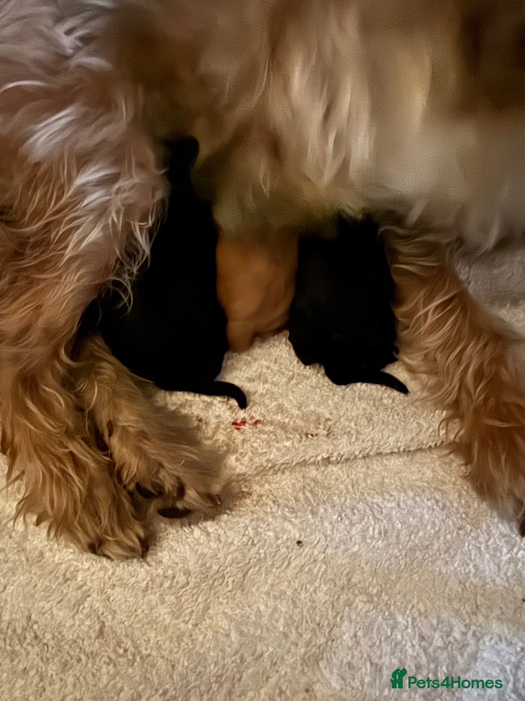 Yorkiepoo dogs for sale: Yorkiepoo pups - Image 11