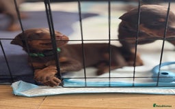 Dobermann dogs for sale: Doberman Puppies For Sale  - Image 15