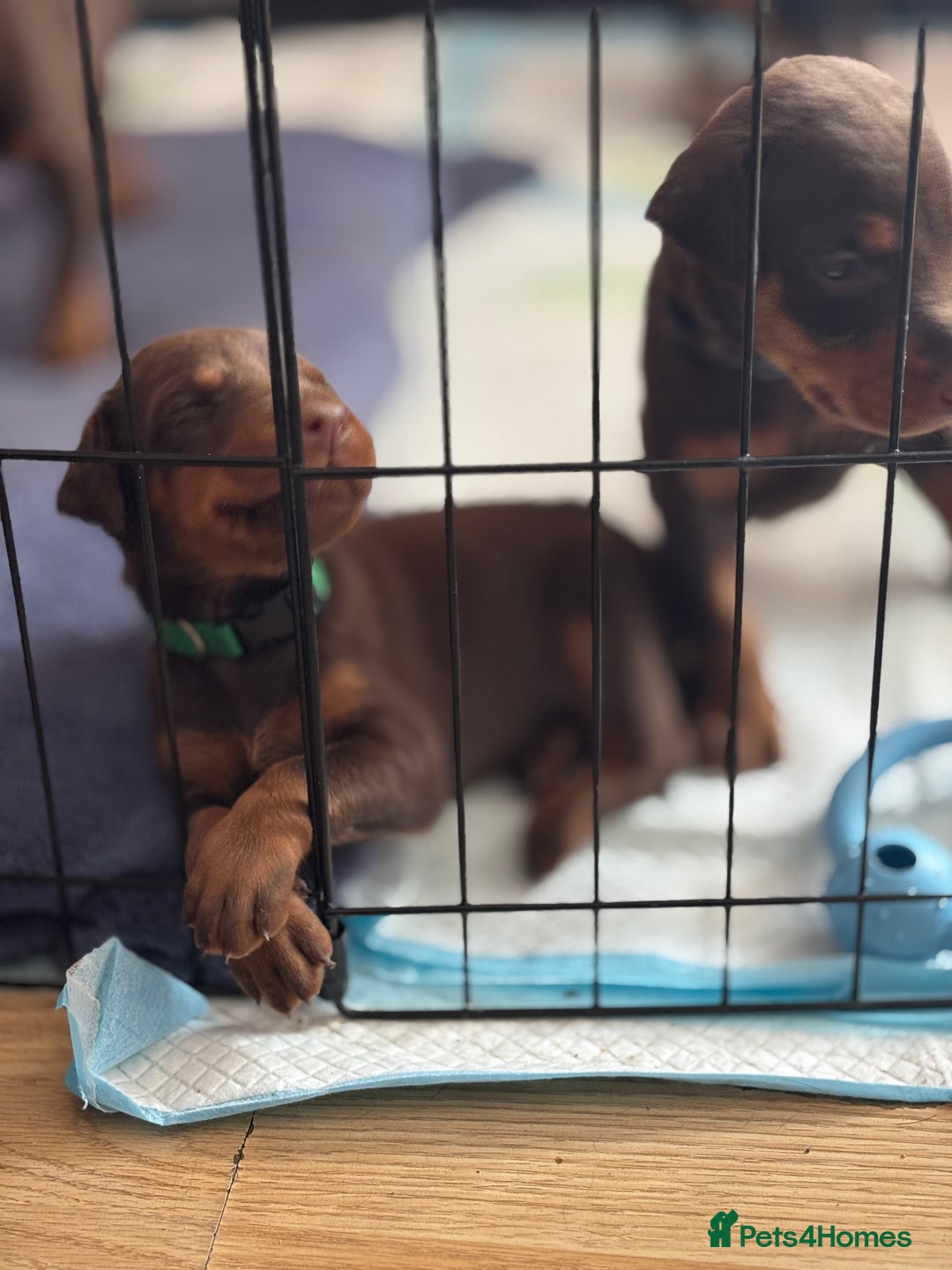 Dobermann dogs for sale: Doberman Puppies For Sale  - Image 15