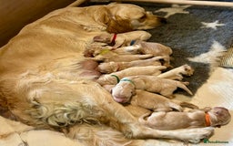Golden Retriever dogs for sale: ✨ When Bella Met Loki 💛 - Image 15