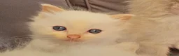 Ragdoll cats for sale: ragdoll kittens for  sale  - Advert 12