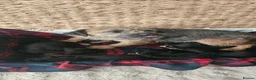 Border Terrier dogs for sale: KC REGISTERED BORDER TERRIER PUPS in Hamilton - Advert 2