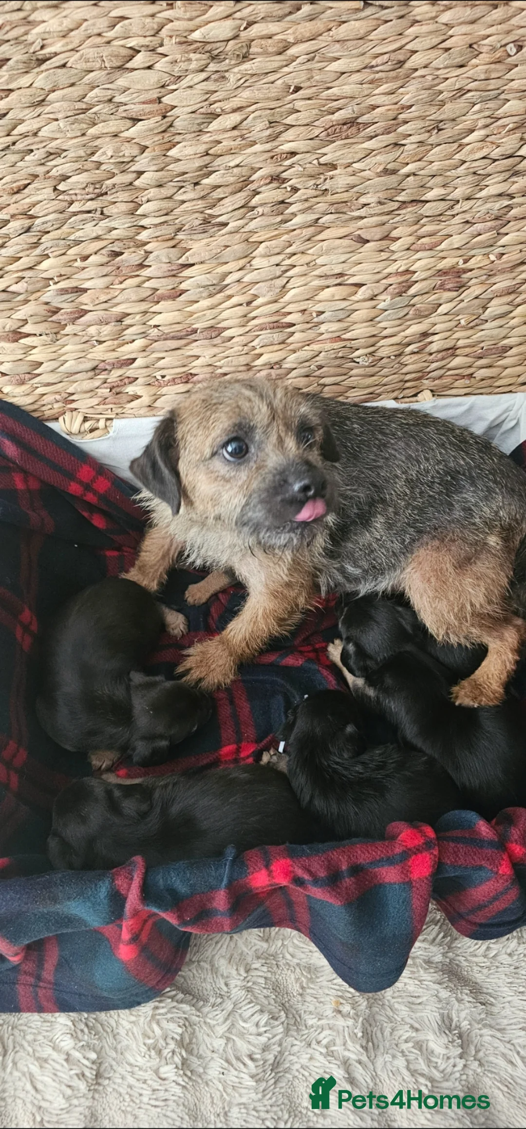Border Terrier dogs for sale: KC REGISTERED BORDER TERRIER PUPS in Hamilton - Advert 2