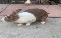 English rabbits for sale: Pair of Rabbits  - Image 3