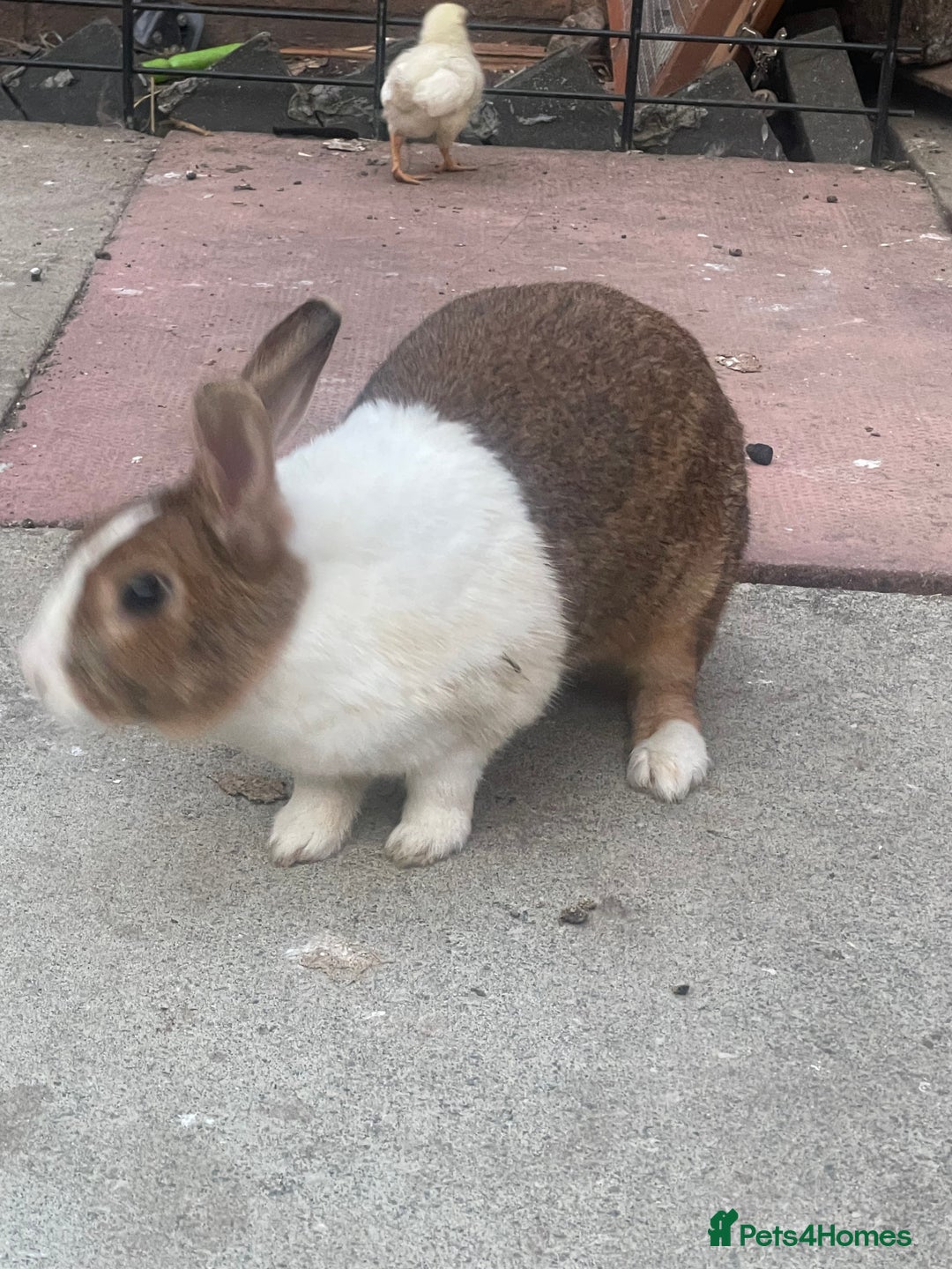 English rabbits for sale: Pair of Rabbits  - Image 3