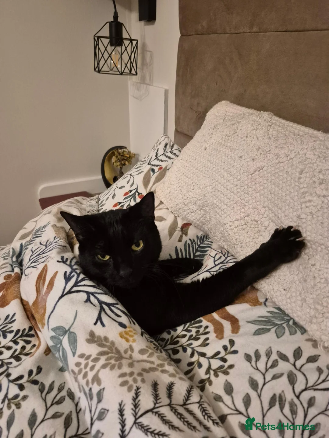 Mixed Breed cats for sale: Black male cat in Exeter - Advert 4