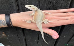 Bearded Dragon reptiles for sale: Various Bearded Dragon Morphs in Downham Market - Image 13