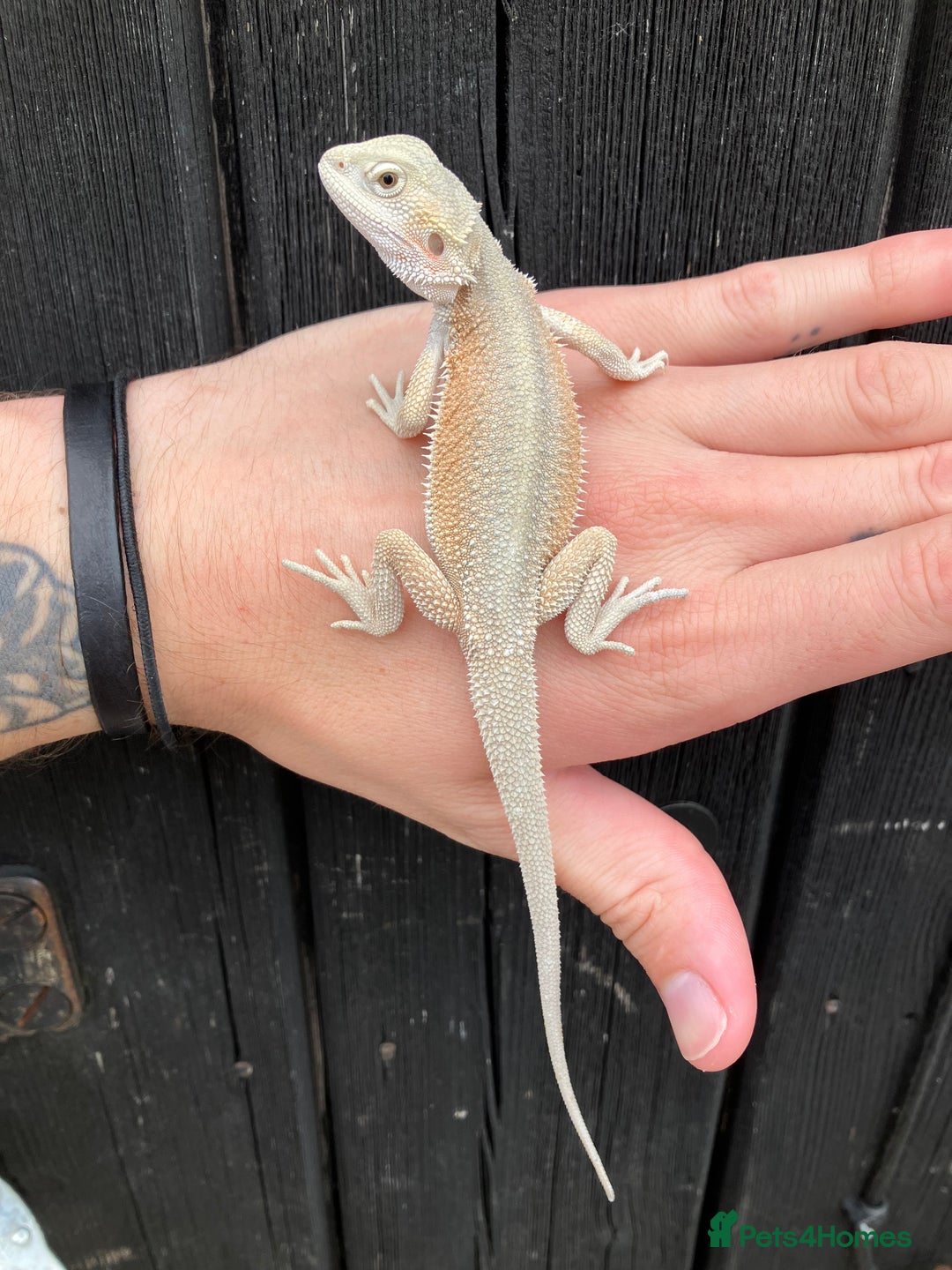 Bearded Dragon reptiles for sale: Various Bearded Dragon Morphs in Downham Market - Image 13