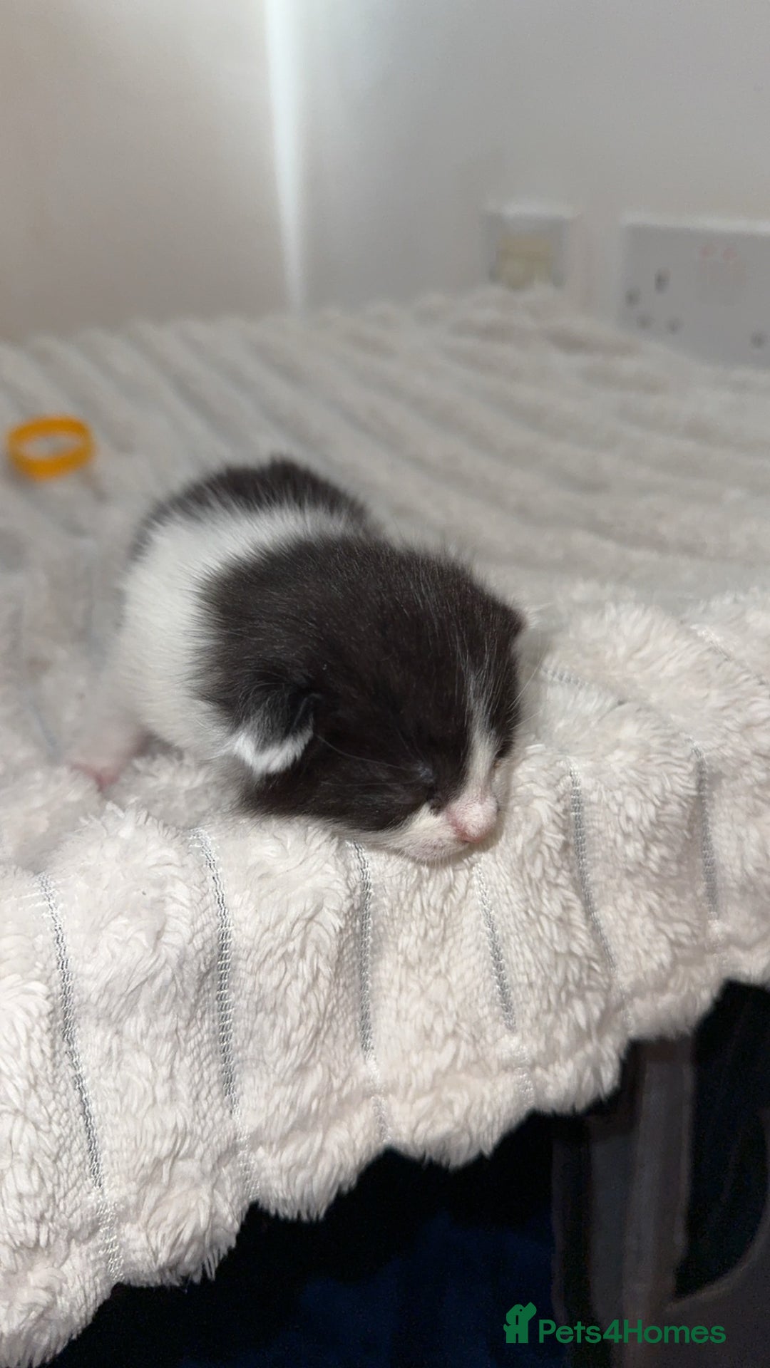 British Longhair cats for sale: Black and white long hair kittens for sale - Advert 10