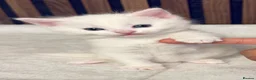 British Longhair cats for sale: 6 Fluffy White or Black Kittens | Ready in 3 Days! - Advert 32
